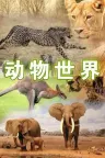 动物世界 （赵忠祥版 CCTV动物世界） 竖版封面